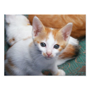 Kute Sinaasappel en White Kitten Poster