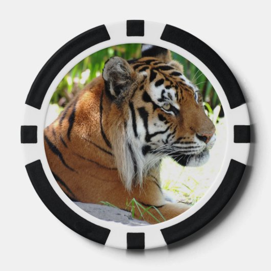 Kute tigers pokerchips (Voorkant)