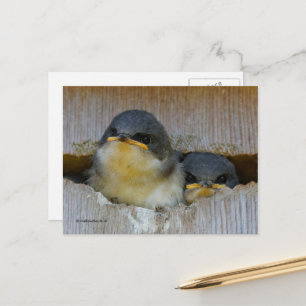 Kute Tree Swallow baby's die naar Big World kijken Briefkaart