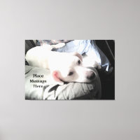 Kute White dog zit met pap in het zonlicht