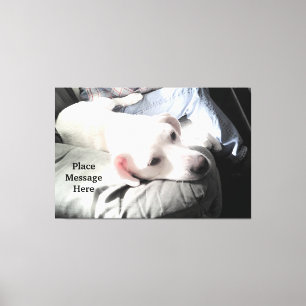 Kute White dog zit met pap in het zonlicht Canvas Afdruk