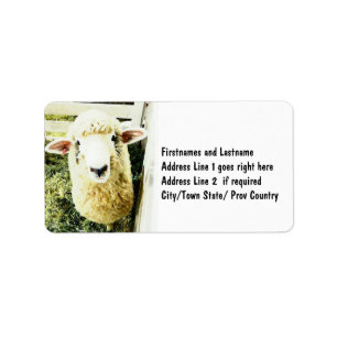 Kute White Fluffy Sheep Etiket