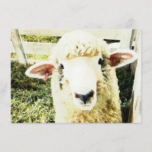 Kute White Fluffy Sheep Kaart