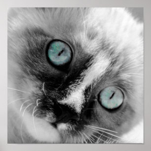 Kute White Kitten met blauwe ogen Poster