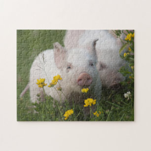 Kute White Piglets in Yellow Flowers - Baby Animal Legpuzzel