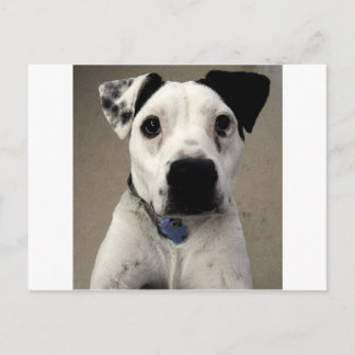Kute zwarte en White Pit Bull Terrier Briefkaart