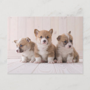 Kutest Baby Animals   3 Baby Corgis Briefkaart