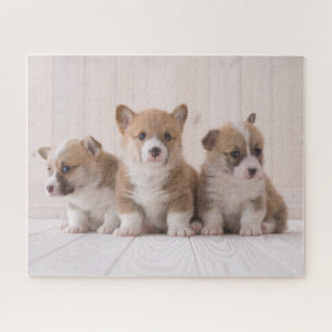 Kutest Baby Animals   3 Baby Corgis Legpuzzel