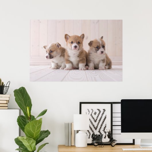 Kutest Baby Animals | 3 Baby Corgis Poster (Thuiskantoor)