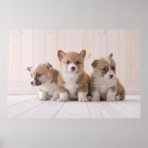 Kutest Baby Animals   3 Baby Corgis Poster