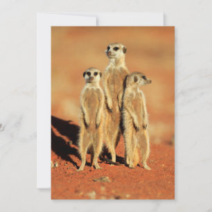 Kutest Baby Animals   3 Meerkat Bedankkaart