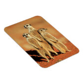 Kutest Baby Animals | 3 Meerkat Magneet (Rechterzijde)