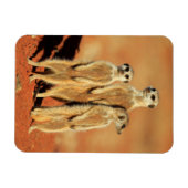 Kutest Baby Animals | 3 Meerkat Magneet (Horizontaal)