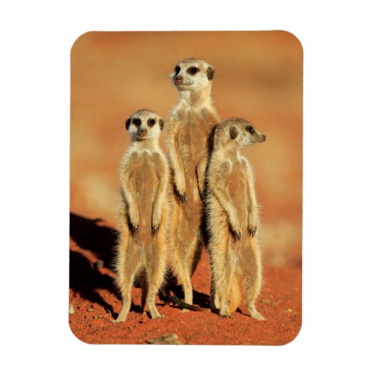 Kutest Baby Animals | 3 Meerkat Magneet (Verticaal)