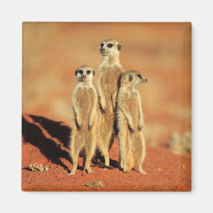 Kutest Baby Animals   3 Meerkat Magneet