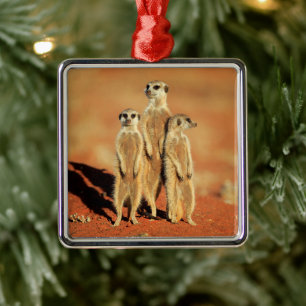 Kutest Baby Animals 3 Meerkat Metalen Ornament