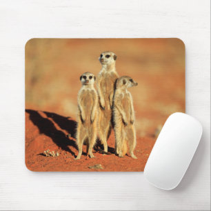 Kutest Baby Animals 3 Meerkat Muismat