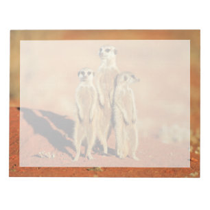 Kutest Baby Animals   3 Meerkat Notitieblok