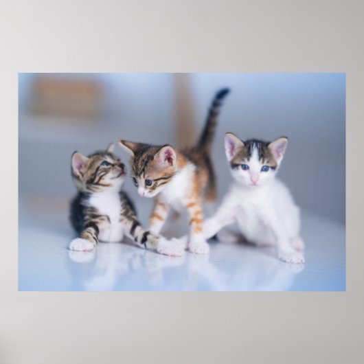 Kutest Baby Animals | 3 Tabby Kittens Poster (Voorkant)