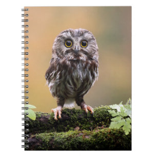 Kutest Baby Animals A Baby Owl Notitieboek