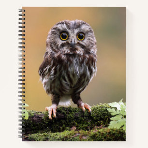 Kutest Baby Animals A Baby Owl Notitieboek