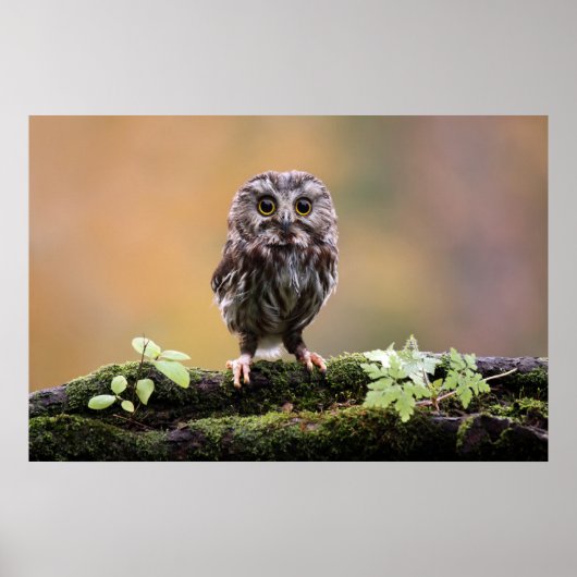 Kutest Baby Animals | A Baby Owl Poster (Voorkant)