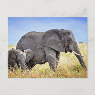 Kutest Baby Animals   Afrikaanse olifant en moeder Briefkaart