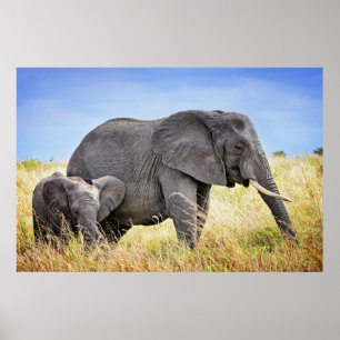 Kutest Baby Animals   Afrikaanse olifant en moeder Poster