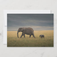 Kutest Baby Animals | Afrikaanse olifantenfamilie