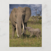 Kutest Baby Animals | Amama-olifant met Baby Briefkaart (Voorkant)
