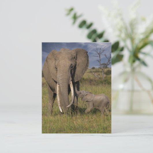 Kutest Baby Animals | Amama-olifant met Baby Briefkaart (Staand voorkant)