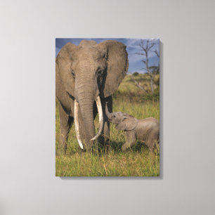 Kutest Baby Animals   Amama-olifant met Baby Canvas Afdruk
