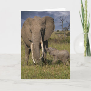 Kutest Baby Animals Amama-olifant met Baby Kaart