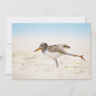 Kutest Baby Animals   Amerikaanse Oystercatcher Ch Bedankkaart