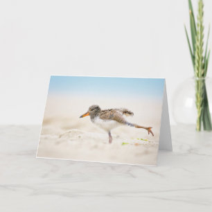 Kutest Baby Animals   Amerikaanse Oystercatcher Ch Kaart
