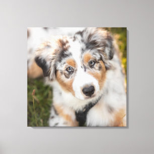 Kutest Baby Animals Australische schapenhouderij Canvas Afdruk