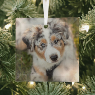 Kutest Baby Animals Australische schapenhouderij Glas Ornament