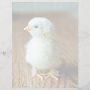 Kutest Baby Animals Baby Chick