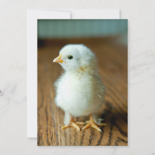 Kutest Baby Animals   Baby Chick Bedankkaart