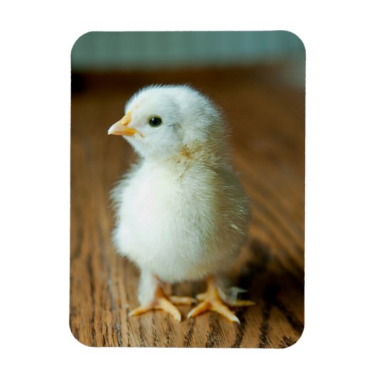 Kutest Baby Animals | Baby Chick Magneet (Verticaal)