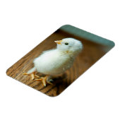 Kutest Baby Animals | Baby Chick Magneet (Linkerzijde)