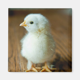 Kutest Baby Animals   Baby Chick Magneet