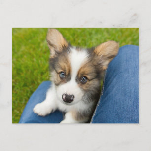 Kutest Baby Animals   Baby Corgi in Mijn programma
