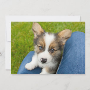 Kutest Baby Animals Baby Corgi in Mijn programma