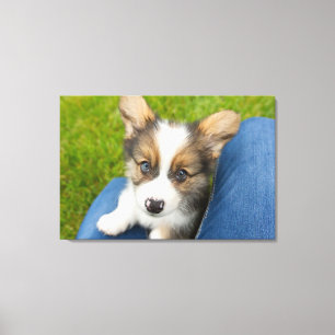 Kutest Baby Animals   Baby Corgi in Mijn programma Canvas Afdruk