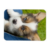 Kutest Baby Animals | Baby Corgi in Mijn programma Magneet (Horizontaal)