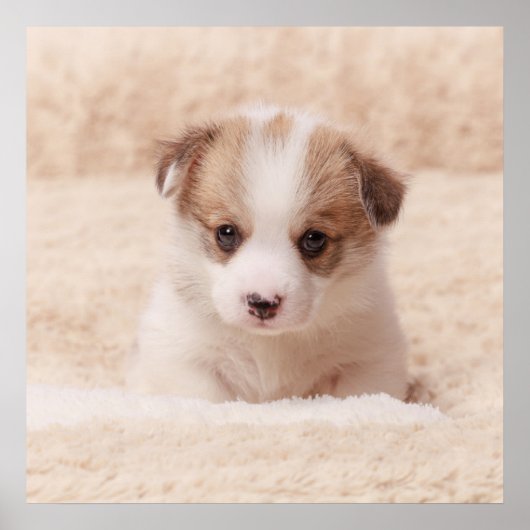 Kutest Baby Animals | Baby Corgi Poster (Voorkant)