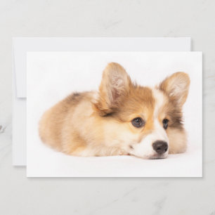 Kutest Baby Animals   Baby Corgi Puppy Portret Bedankkaart
