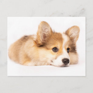 Kutest Baby Animals   Baby Corgi Puppy Portret Briefkaart