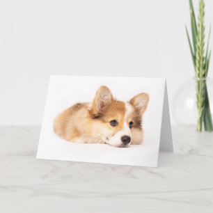 Kutest Baby Animals Baby Corgi Puppy Portret Kaart
